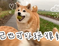 柴犬柯基小姐姐图片,柴犬柯基小姐姐的可爱瞬间