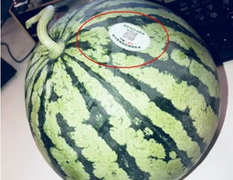 最近吴川网红吃瓜,揭秘网络热议背后的真相